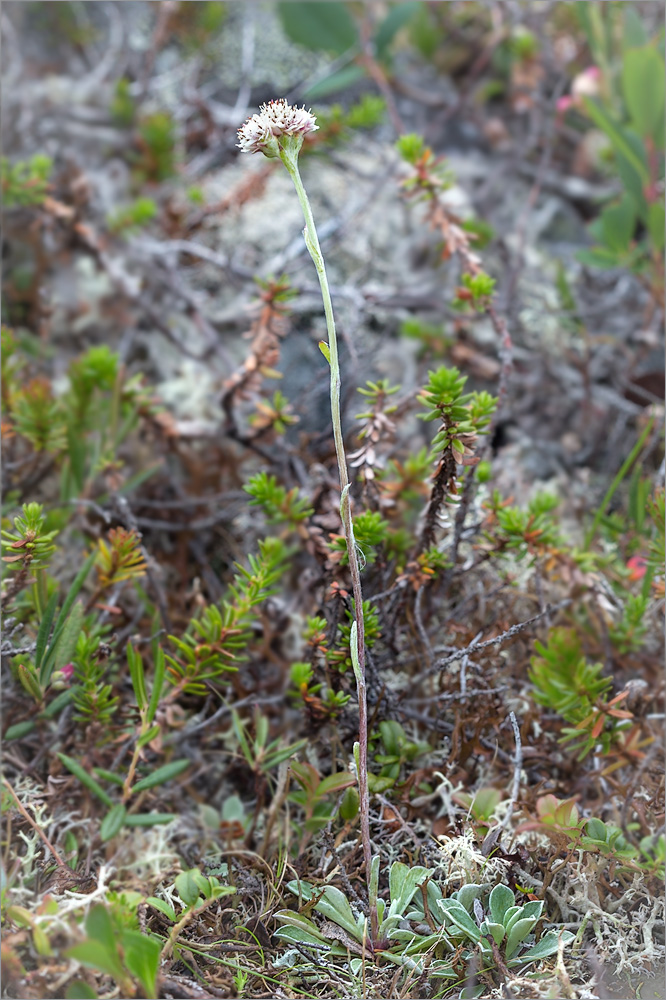 Image of Antennaria dioica specimen.