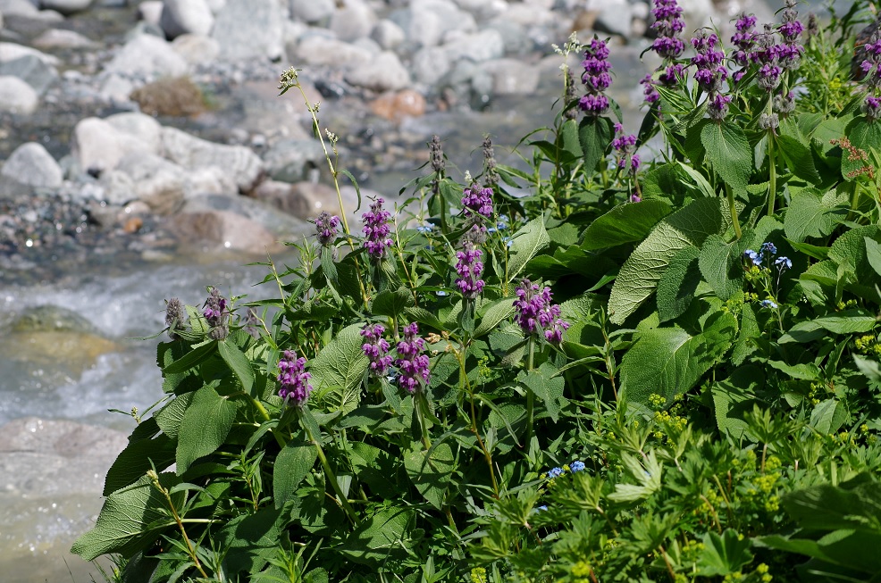 Image of Phlomoides oreophila specimen.