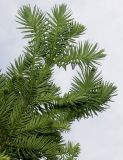 Cunninghamia lanceolata