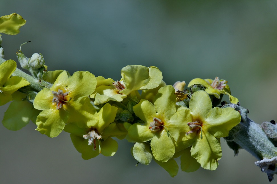 Image of Verbascum songaricum specimen.