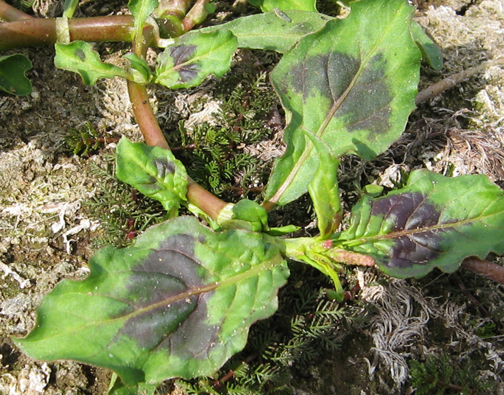 Image of Persicaria lapathifolia specimen.