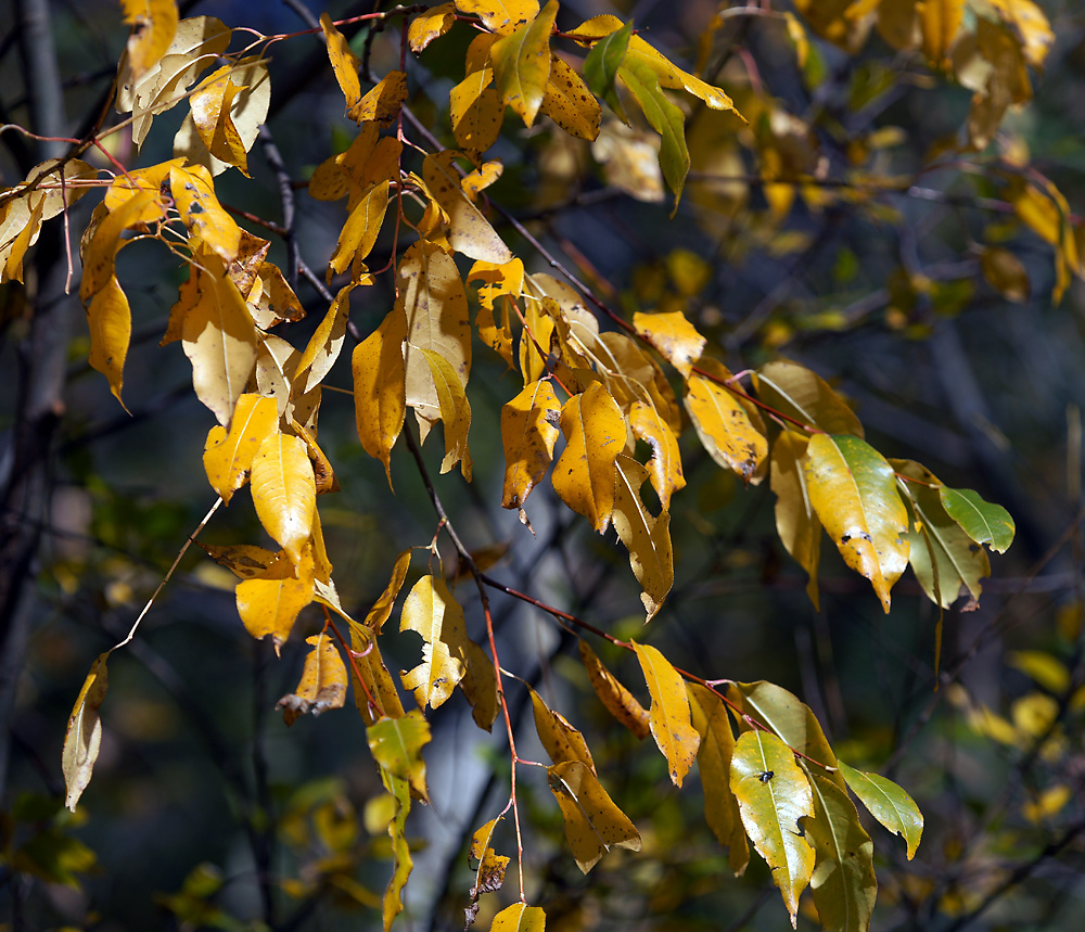 Изображение особи Salix pentandra.