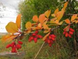 Berberis vulgaris. Ветвь с плодами. Татарстан, г. Бавлы, сад. 01.09.2014.