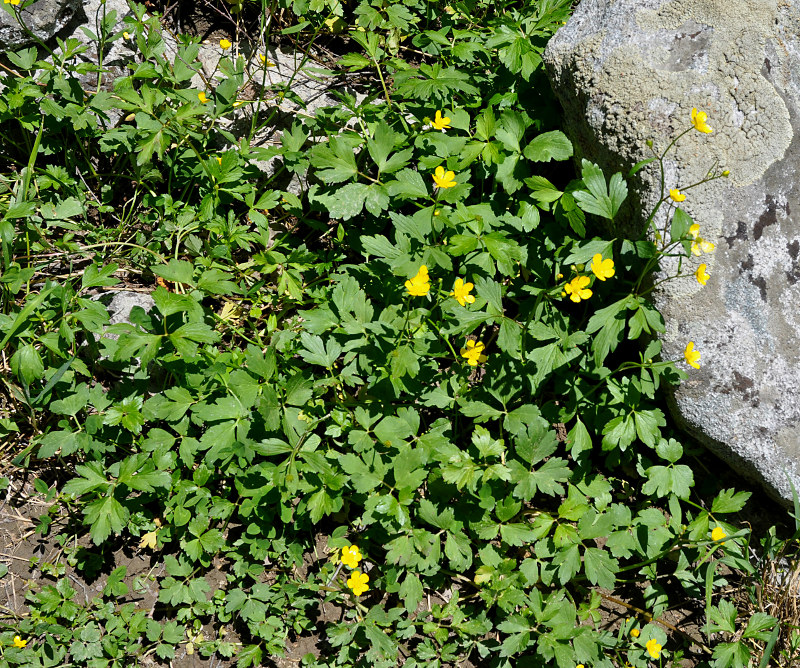 Изображение особи Ranunculus repens.