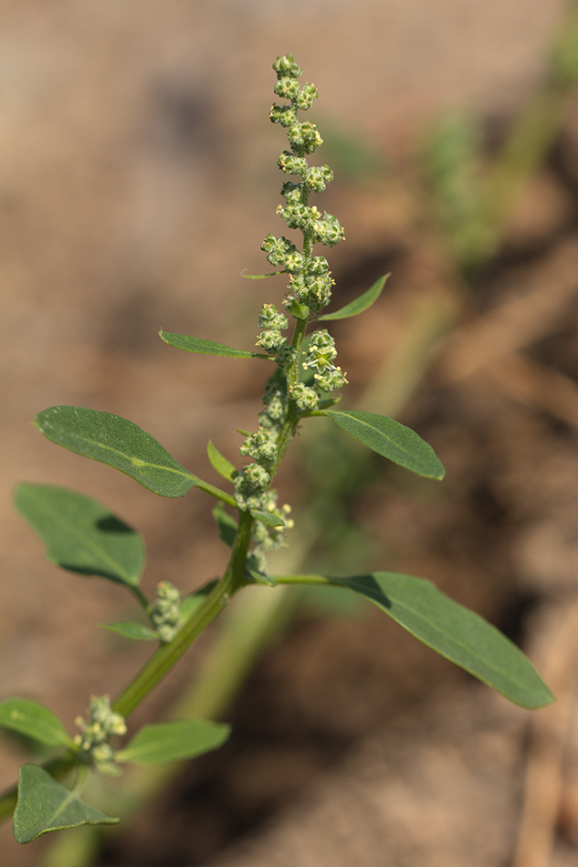 Изображение особи Chenopodium album.