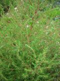 Bassia scoparia
