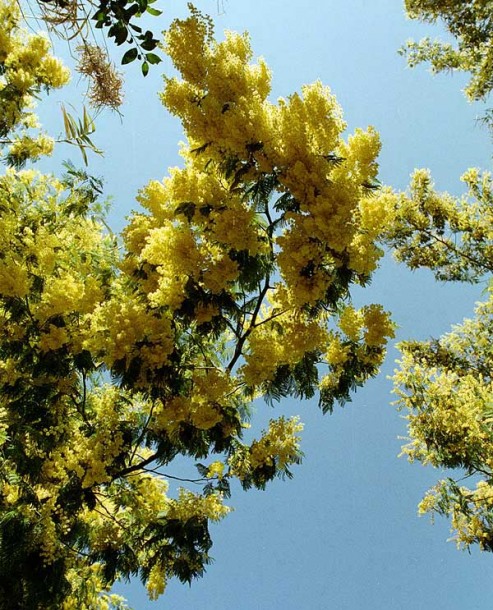 Изображение особи Acacia dealbata.