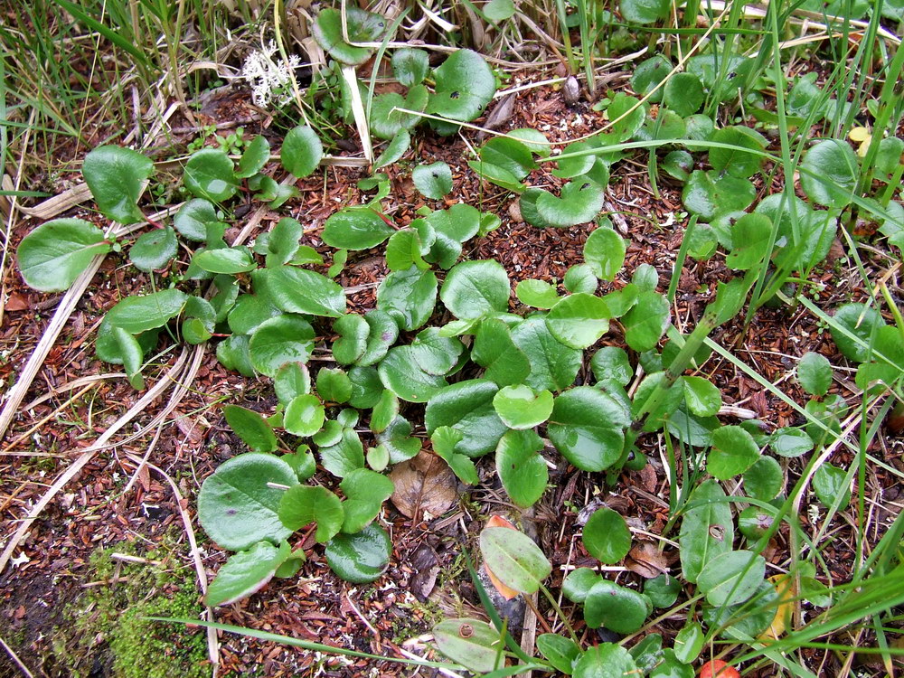 Изображение особи Salix herbacea.