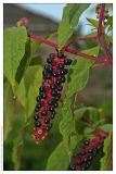 Phytolacca americana