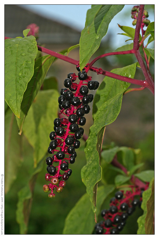 Изображение особи Phytolacca americana.