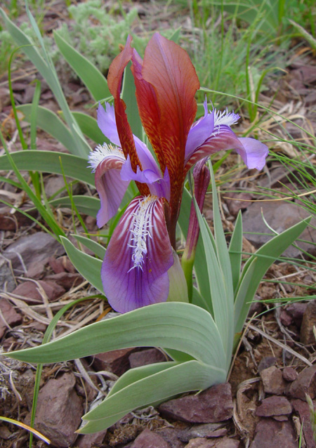 Изображение особи Iris glaucescens.