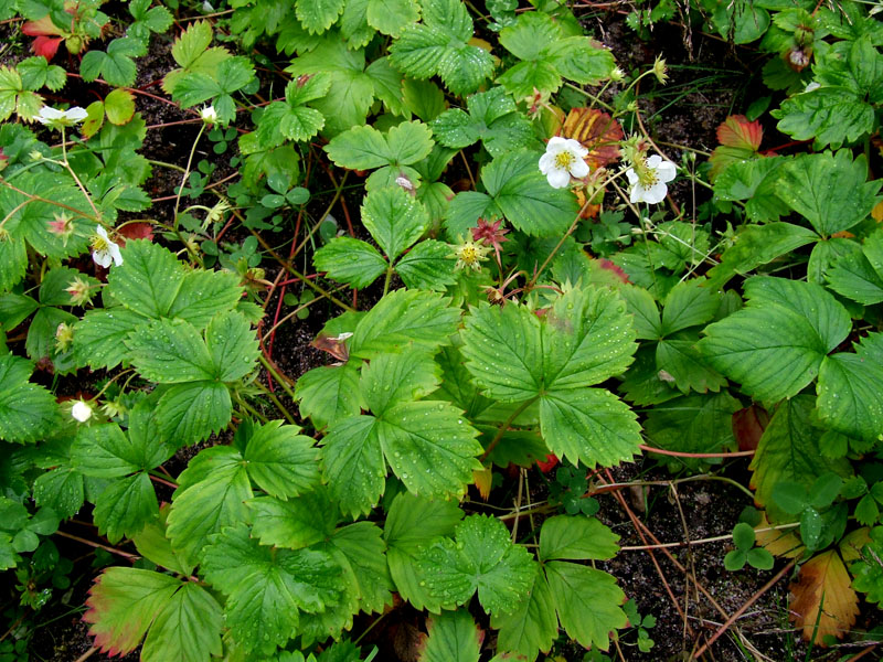 Image of Fragaria &times; ananassa specimen.