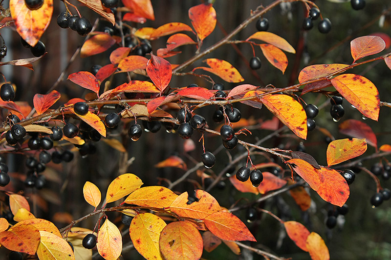 Image of Cotoneaster lucidus specimen.