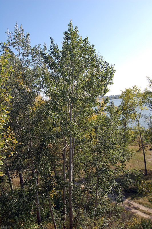 Image of Populus alba specimen.