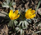 Eranthis longistipitata