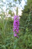 Lythrum salicaria