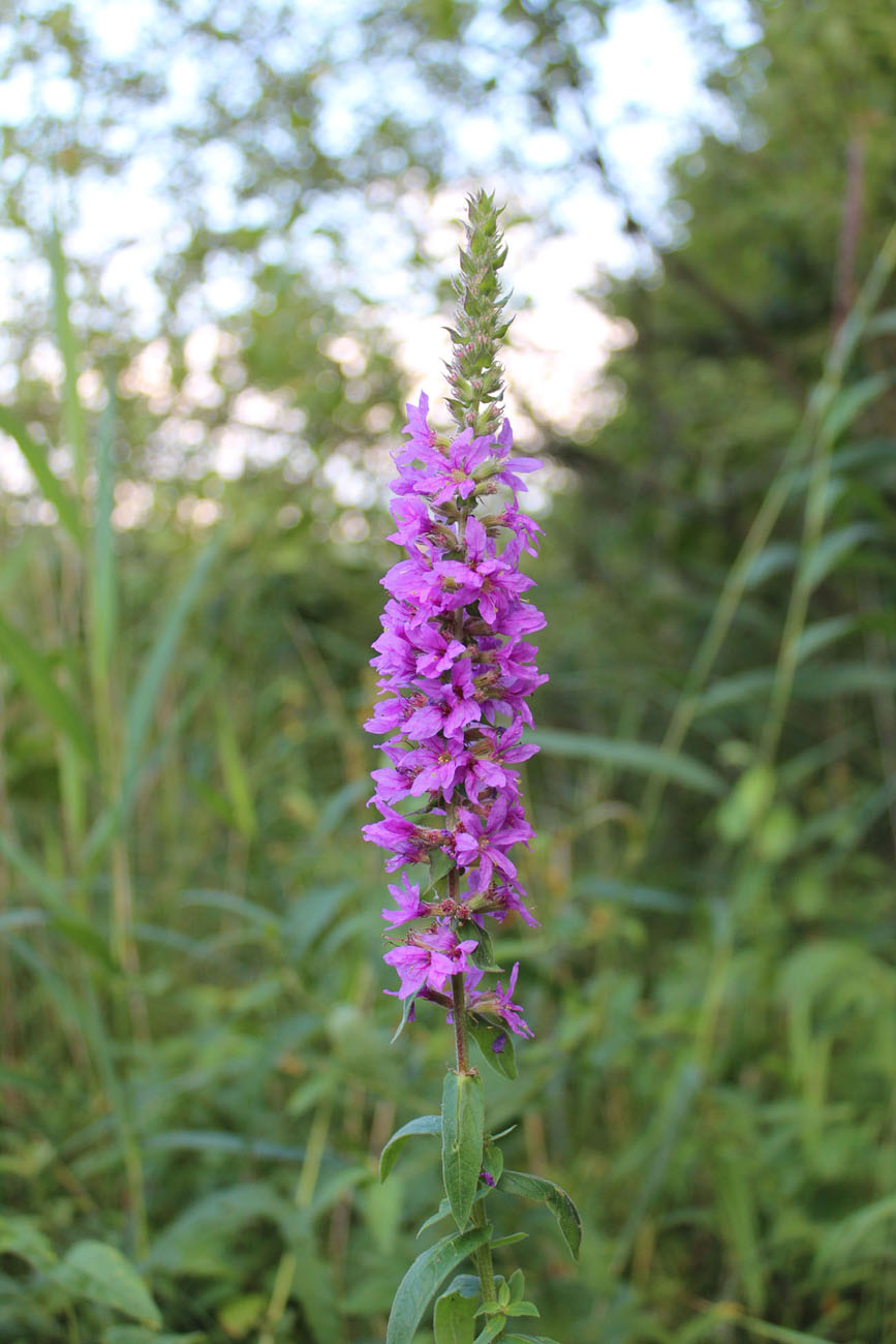 Изображение особи Lythrum salicaria.