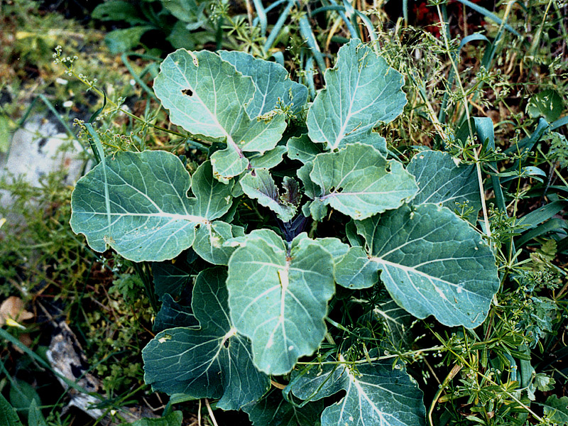 Image of Brassica taurica specimen.