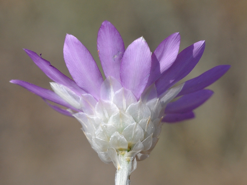 Image of Xeranthemum annuum specimen.