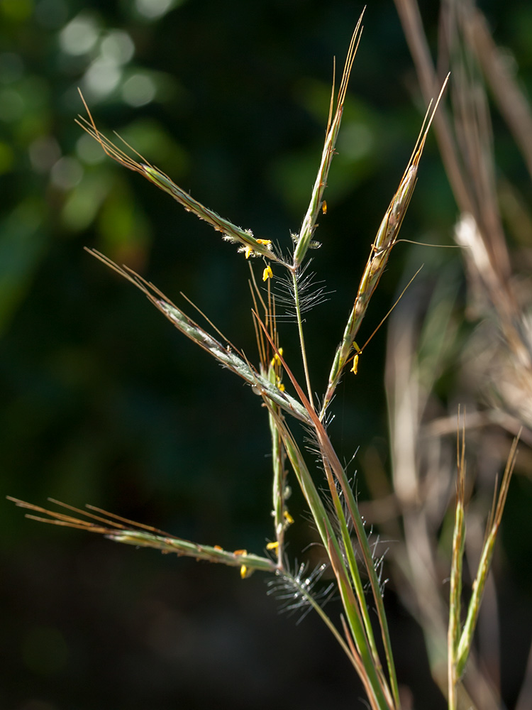 Image of Hyparrhenia hirta specimen.