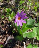 Primula cuneifolia. Цветущее растение. Камчатский край, Алеутский р-н, о-в Беринга, плоскогорье над восточным рукавом р. Буян в среднем течении, нивальная лужайка. 29.07.2015.