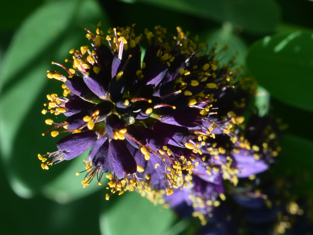 Image of Amorpha fruticosa specimen.