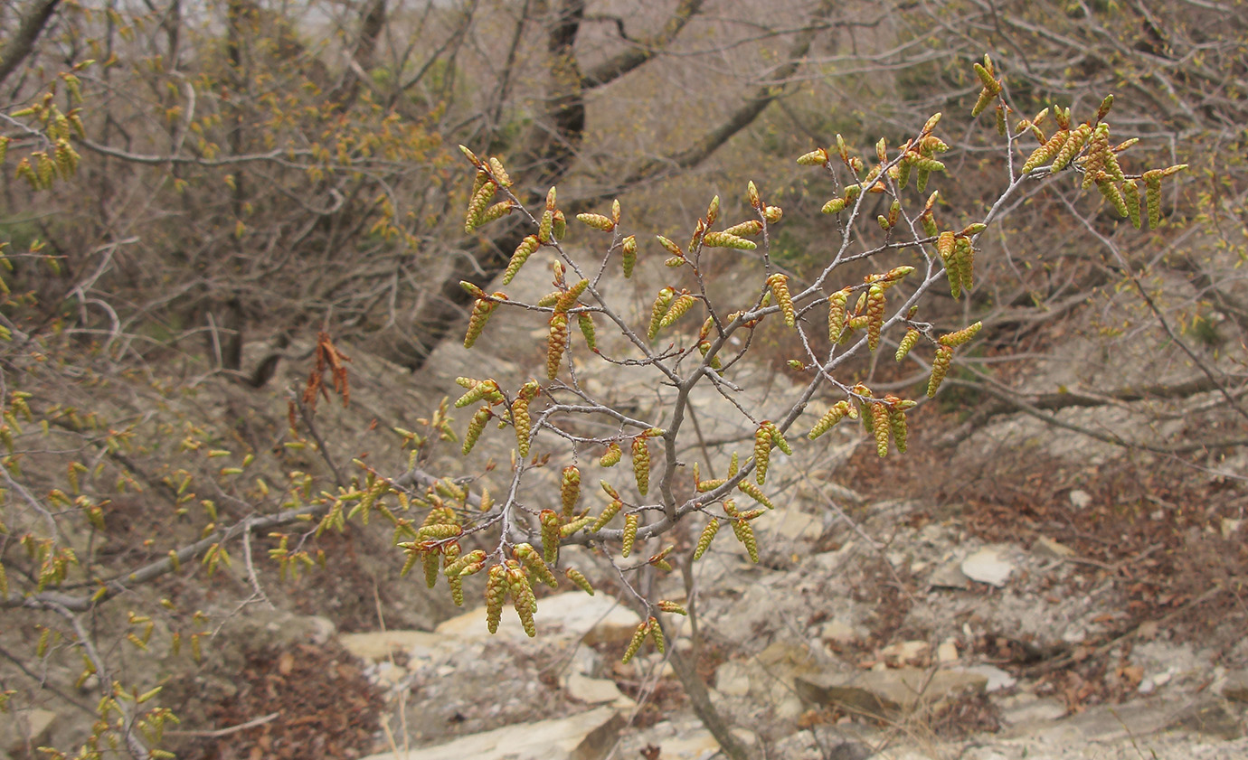 Изображение особи Carpinus orientalis.