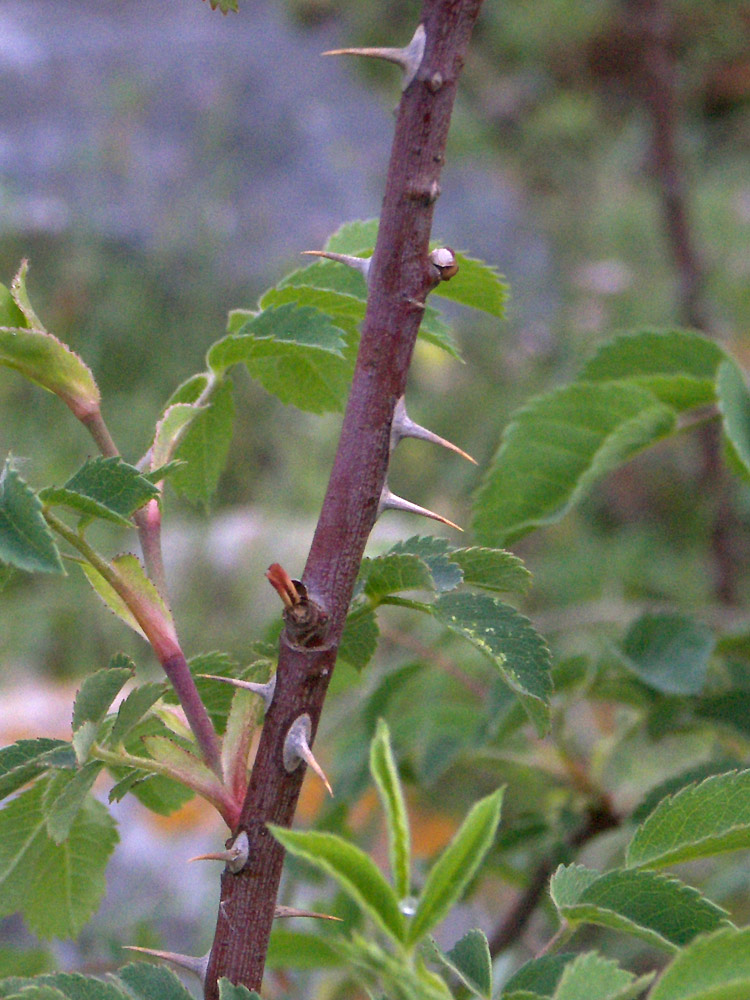 Image of Rosa teberdensis specimen.