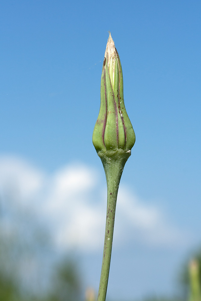 Image of Tragopogon pratensis specimen.