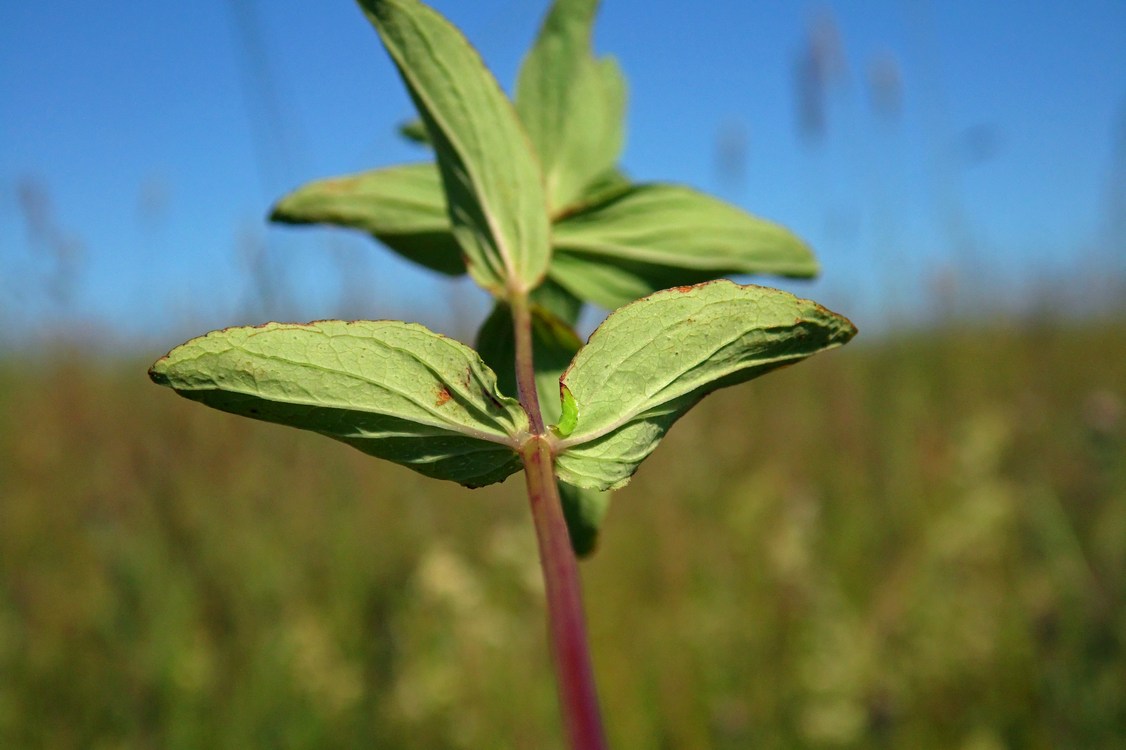 Изображение особи Hypericum maculatum.