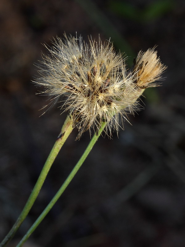 Image of Scorzoneroides autumnalis specimen.