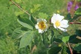 Rosa transturkestanica