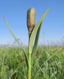 genus Fritillaria