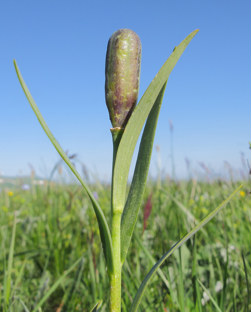 Изображение особи род Fritillaria.