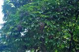 Leea angulata. Ветви плодоносящего дерева. Андаманские острова, остров Лонг, опушка влажного тропического леса. 07.01.2015.