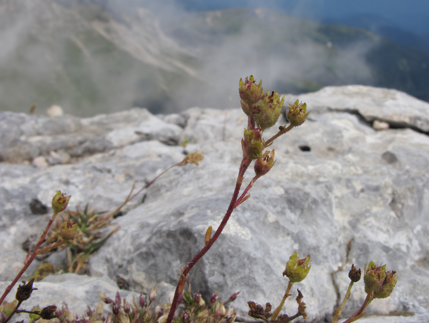 Image of Saxifraga cartilaginea specimen.