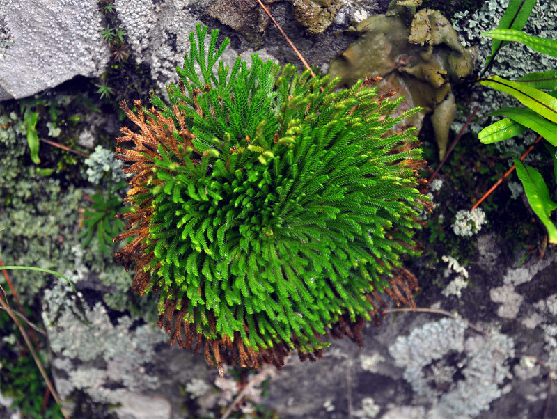 Изображение особи Selaginella tamariscina.