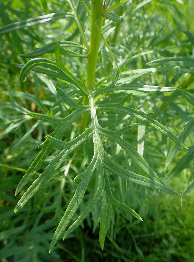 Image of Senecio erucifolius specimen.