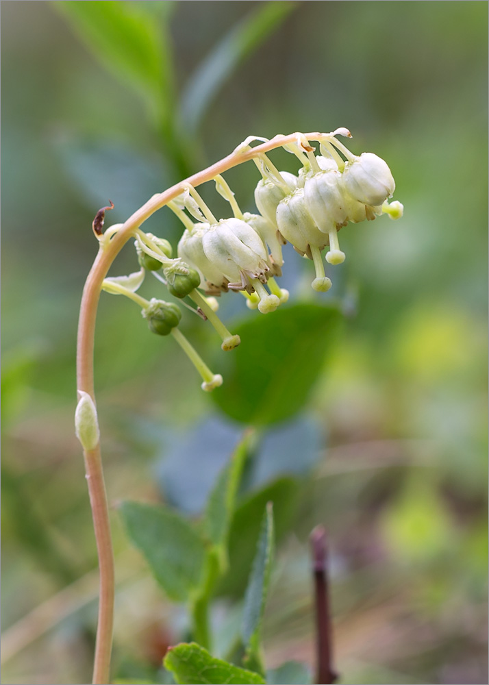 Изображение особи Orthilia secunda.