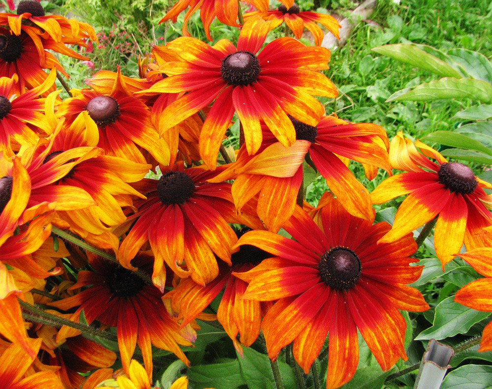 Изображение особи Rudbeckia hirta.