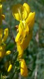 Genista tinctoria. Верхушка соцветия. Челябинская обл., окр. г. Челябинск, Золотая горка, разнотравная поляна в берёзовом лесу. 30.06.2014.