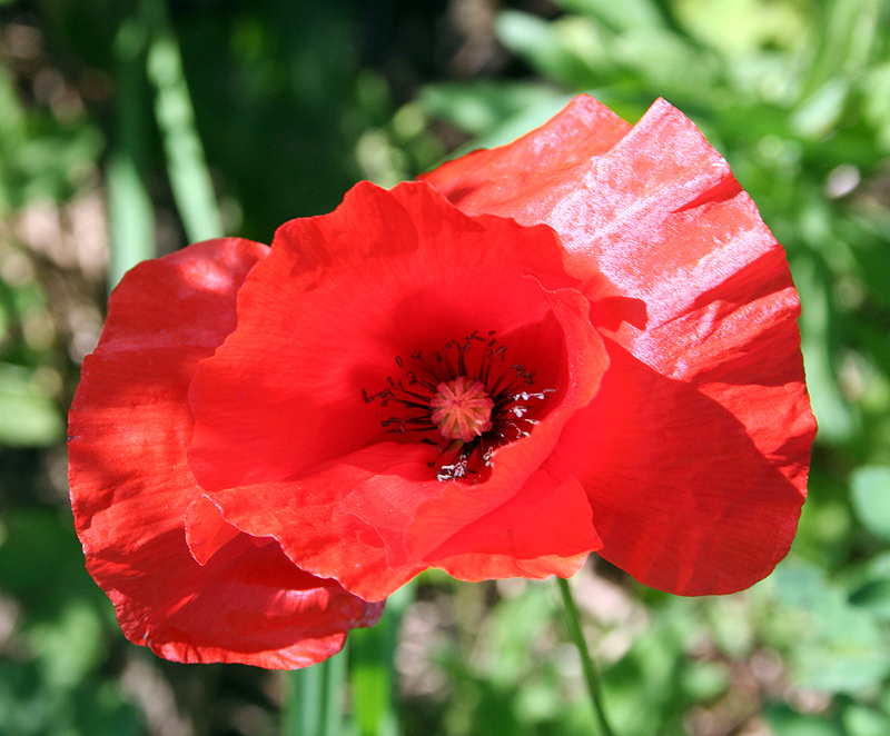 Image of Papaver rhoeas specimen.