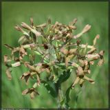 Image of taxon representative. Author is Вадим Прохоров