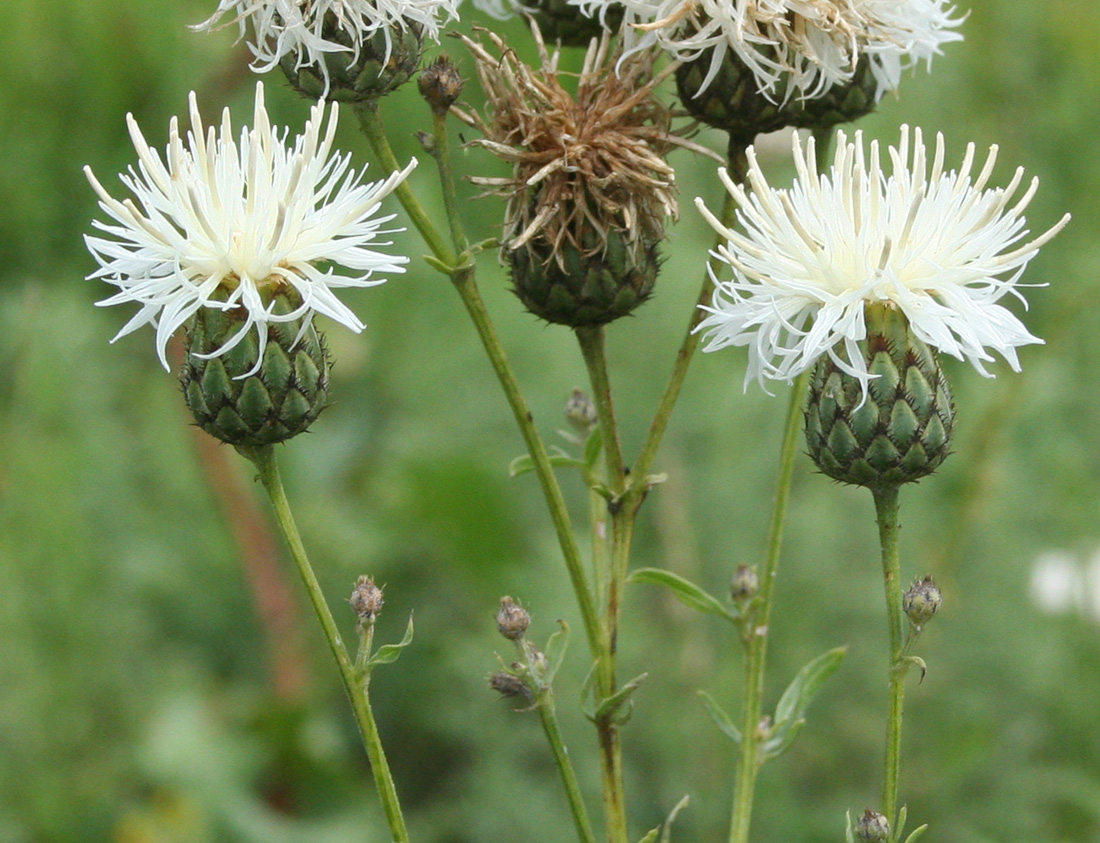 Image of Centaurea scabiosa specimen.