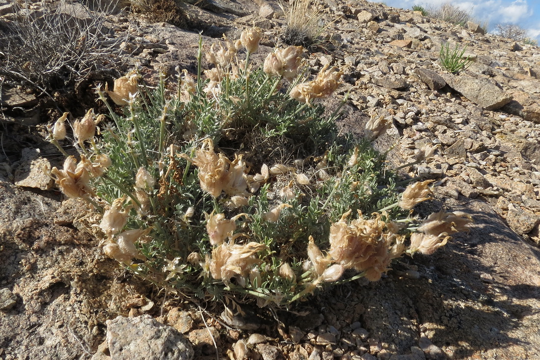 Image of Astragalus arkalycensis specimen.