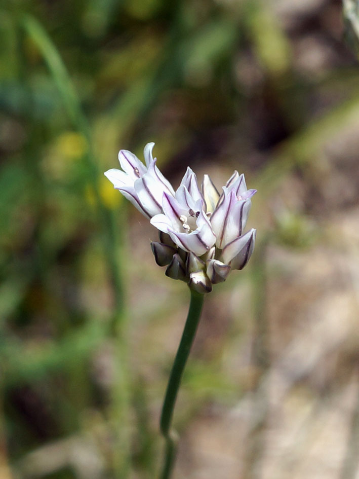 Image of Allium korolkowii specimen.