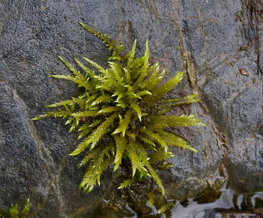 Image of ordo Hypnales specimen.