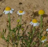 Anthemis pseudocotula