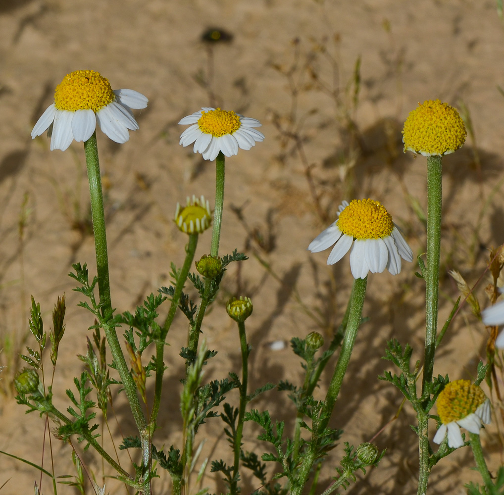 Image of Anthemis pseudocotula specimen.