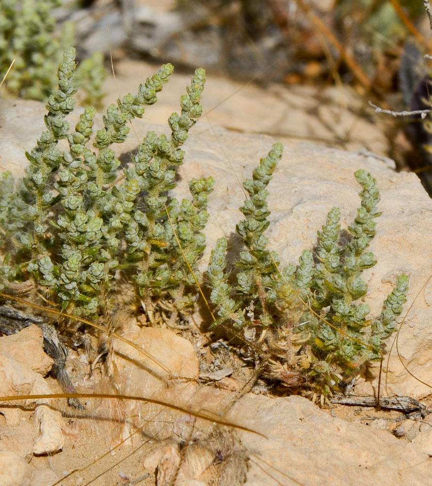 Изображение особи Salsola inermis.